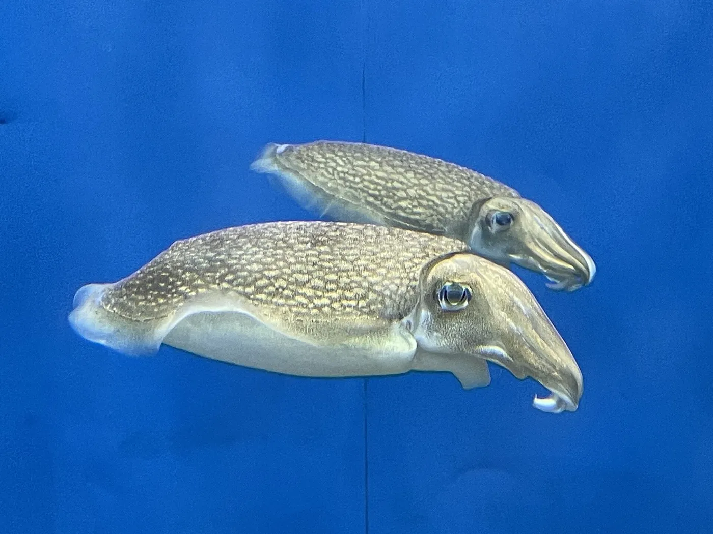 シリヤケイカ。葛西臨海水族園の飼育展示個体。