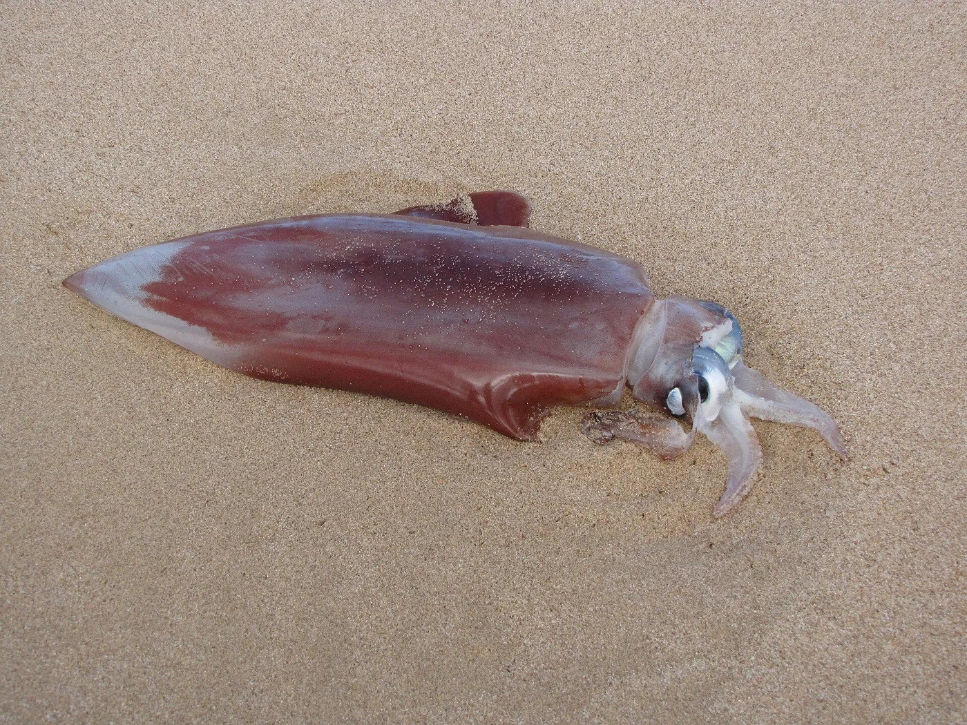 ソデイカ。ハワイ・カホオラウェ島の海岸で記録された個体。