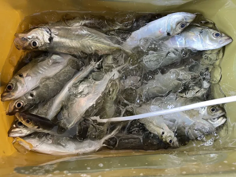 バッカンの水の中にたくさん入ったアジ