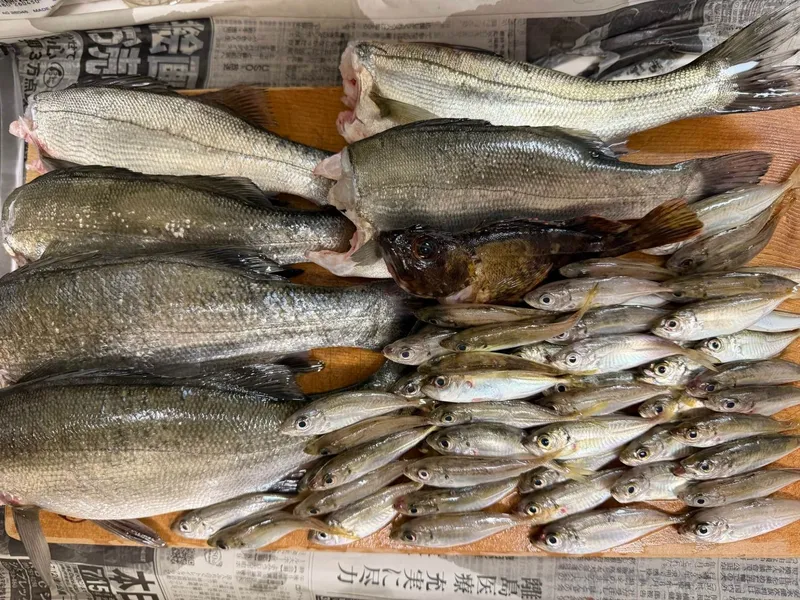 まな板の上にずらりと並んだアジと、スズキ・カサゴの釣果