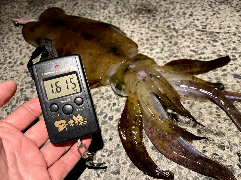 夜の堤防で釣れた1.615kgのアオリイカ