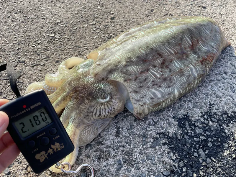 山口県内で釣ったモンゴウイカ（2023年5月）。はかりは2.18kg。