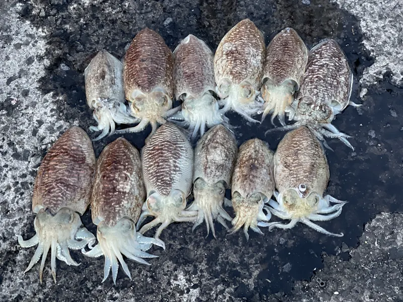 ある春の日のコウイカの釣果（2022年4月）。
