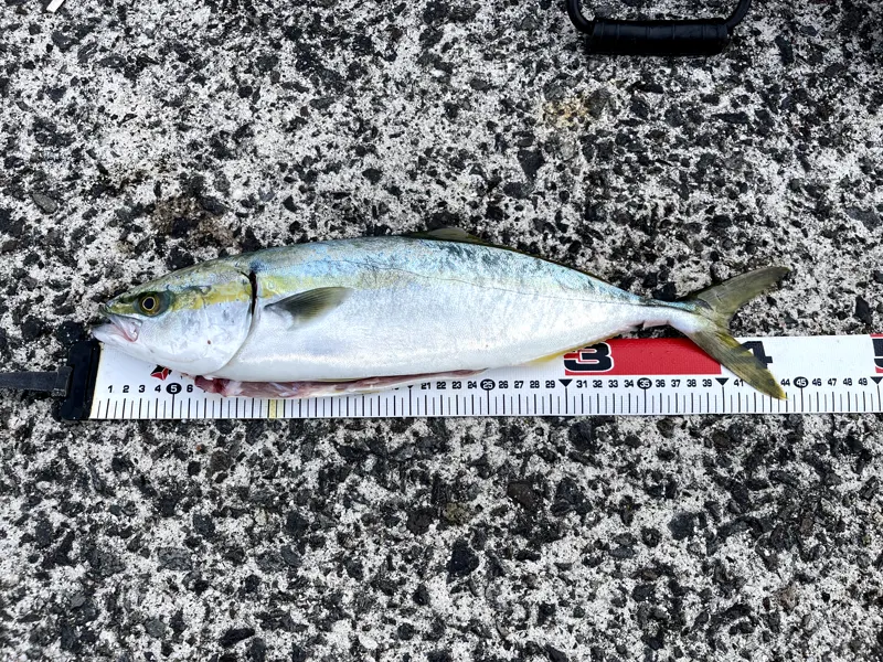 メジャーの上に置いたヤズ（ブリの若魚）