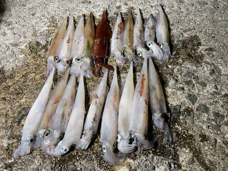 夜の堤防の上に2列に並べたヤリイカの釣果