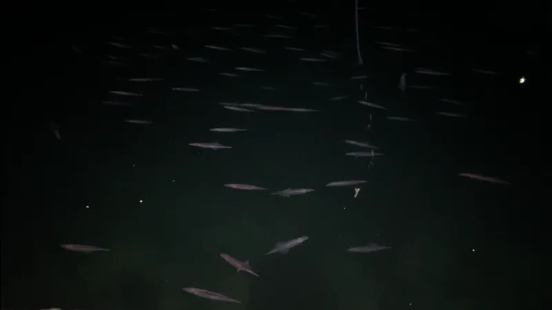 夜の海面の下に集まった、細長いヤリイカの群れ